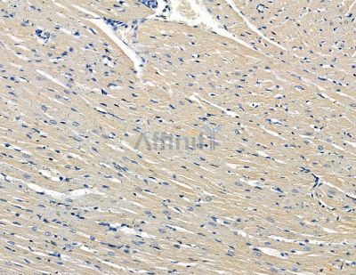 FAM111B Antibody - DF8839 at 1/100 staining rat heart tissue by IHC-P.