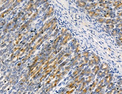 PLXDC2 Antibody - DF8840 at 1/100 staining rat stomach tissue by IHC-P.