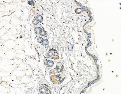 Collagen VII  alpha 1 Antibody - DF8901 at 1/100 staining mouse skin tissue by IHC-P.