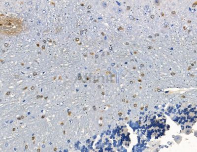 CDCA7L Antibody - DF8916 at 1/100 staining mouse brain tissue by IHC-P.