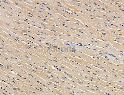 Cytochrome c Oxidase 7B2 Antibody - DF8937 at 1/100 staining rat heart tissue by IHC-P.