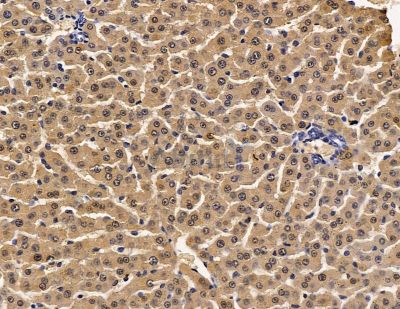 Cytochrome c Oxidase 7B2 Antibody - DF8937 at 1/100 staining rat liver tissue by IHC-P.