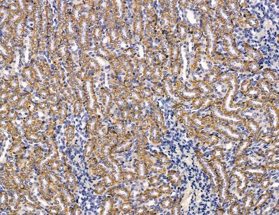 Cytochrome c Oxidase 7B2 Antibody - DF8937 at 1/100 staining rat kidney tissue by IHC-P.
