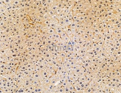 FGFBP3 Antibody - DF8950 at 1/100 staining mouse liver tissue by IHC-P.