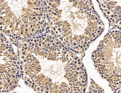 HSBP1 Antibody - DF8954 at 1/100 staining mouse testis tissue by IHC-P.