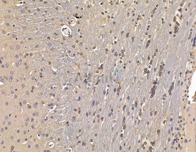 HSBP1 Antibody - DF8954 at 1/100 staining rat brain tissue by IHC-P.