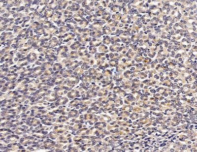 HSBP1 Antibody - DF8954 at 1/100 staining rat stomach tissue by IHC-P.