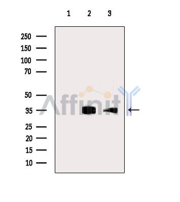 TNIP3 Antibody - Western blot analysis of extracts from various samples, using TNIP3 Antibody.