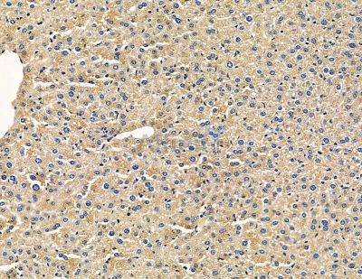 CAB39L Antibody - DF9307 at 1/100 staining mouse liver tissue by IHC-P.