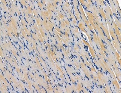 CAB39L Antibody - DF9307 at 1/100 staining rat muscle tissue by IHC-P.
