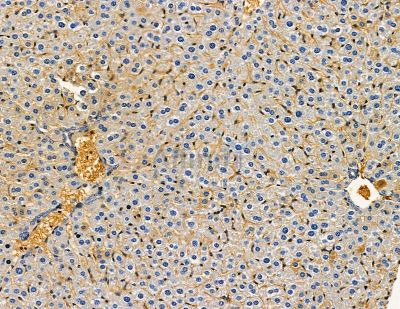 CAPNS2 Antibody - DF9318 at 1/100 staining mouse liver tissue by IHC-P.