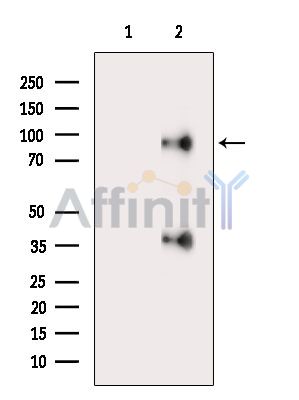 CATSPER1 Antibody - Western blot analysis of extracts from Mouse spleen, using CATSPER1 Antibody.