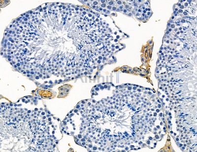 CATSPER1 Antibody - DF9349 at 1/100 staining mouse testis tissue by IHC-P.