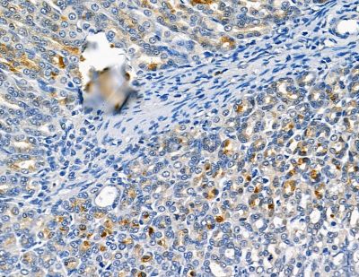 CATSPER1 Antibody - DF9349 at 1/100 staining rat stomach tissue by IHC-P.