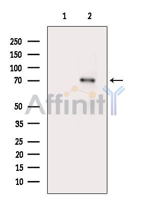 CEP63 Antibody - Western blot analysis of extracts from Mouse spleen, using CEP63 Antibody.