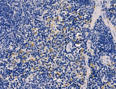 CST7 Antibody - DF9425 at 1/100 staining mouse spleen tissue by IHC-P.