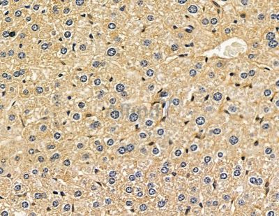 GJB5 Antibody - DF9528 at 1/100 staining mouse liver tissue by IHC-P.