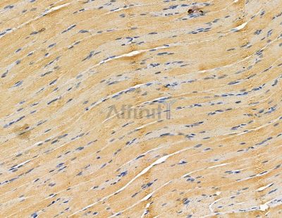 GJB5 Antibody - DF9528 at 1/100 staining rat muscle tissue by IHC-P.