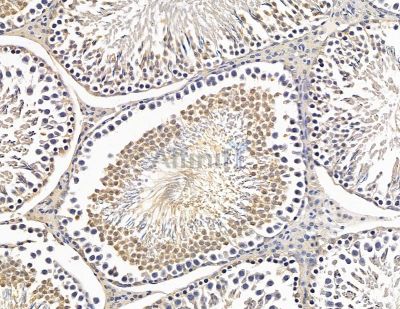 NOL9 Antibody - DF9721 at 1/100 staining rat testis tissue by IHC-P.