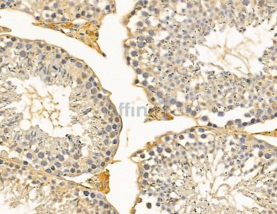 RBBP6 Antibody - DF9853 at 1/100 staining mouse testis tissue by IHC-P.