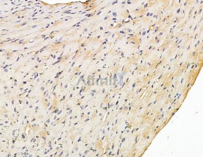 RHG6 Antibody - DF9863 at 1/100 staining mouse heart tissue by IHC-P.