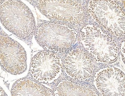 VRK1 Antibody - DF9892 at 1/100 staining rat testis tissue by IHC-P.