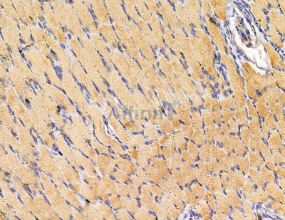 SH3PXD2A Antibody - DF9902 at 1/100 staining rat muscle tissue by IHC-P.