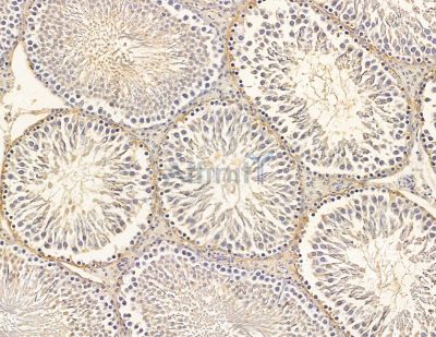 SPAG5 Antibody - DF9944 at 1/100 staining rat testis tissue by IHC-P.