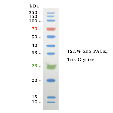 Affinity Prestained Protein Ladder (10-250KD)