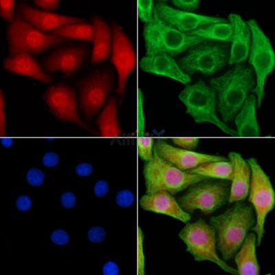 POU2F2 Antibody - AF0225 staining Hela cells by IF/ICC.