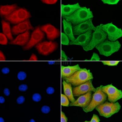 PERK Antibody - AF5304 staining Hela cells by IF/ICC.