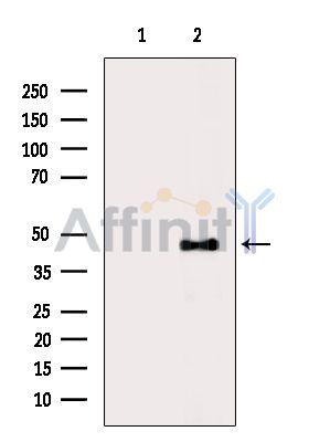 IRF2 Antibody - Western blot analysis of extracts from Mouse spleen, using IRF2 Antibody.