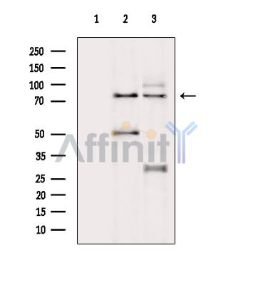 SKI Antibody - Western blot analysis of extracts from various samples, using SKI Antibody.