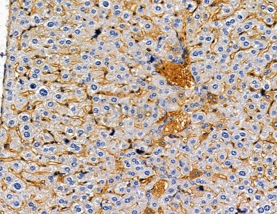 Seven Transmembrane Helix Receptor Antibody - DF10214 at 1/100 staining mouse liver tissue by IHC-P.