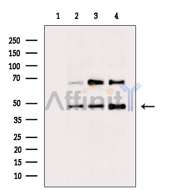 DDX39B Antibody - Western blot analysis of extracts from various samples, using DDX39B Antibody.