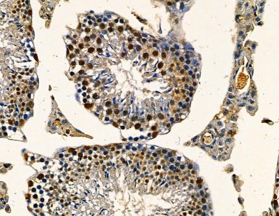 DDX39B Antibody - DF13754 at 1/100 staining mouse testis tissue by IHC-P.