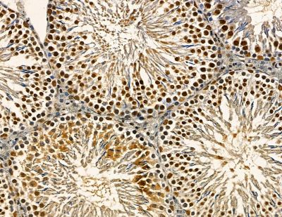 DDX39B Antibody - DF13754 at 1/100 staining rat testis tissue by IHC-P.