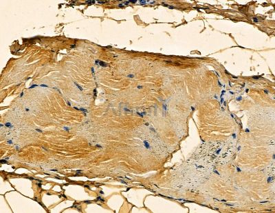 Pellino-1 Antibody - DF13759 at 1/100 staining rat skin tissue by IHC-P.