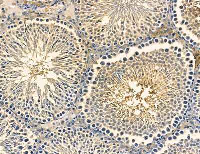 Crim1 Antibody - DF13769 at 1/100 staining rat testis tissue by IHC-P.