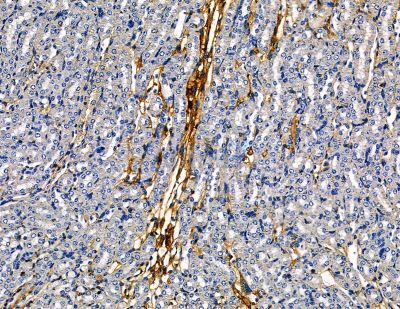 KCNH5 Antibody - DF13785 at 1/100 staining rat heart tissue by IHC-P.
