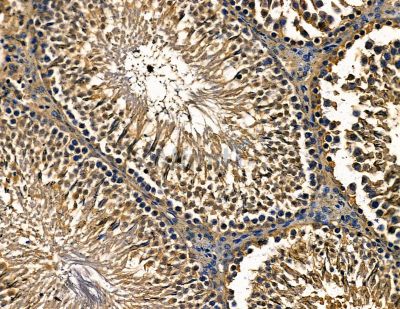 GCNF Antibody - DF13790 at 1/100 staining rat testis tissue by IHC-P.