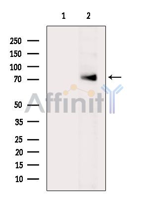 ZBTB20 Antibody - Western blot analysis of extracts from Mouse spleen, using ZBTB20 Antibody.