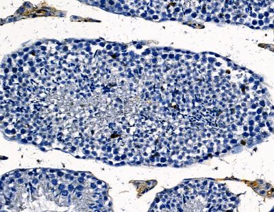 GTPBP9 Antibody - DF13798 at 1/100 staining mouse testis tissue by IHC-P.