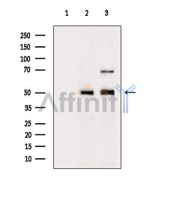 SPNS1 Antibody - Western blot analysis of extracts from various samples, using SPNS1 Antibody.