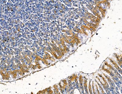 TFB2M Antibody - DF13810 at 1/100 staining rat stomach tissue by IHC-P.