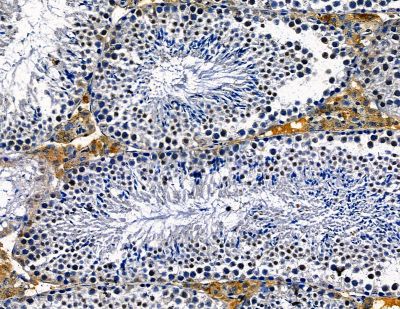 INT11 Antibody - DF13817 at 1/100 staining mouse testis tissue by IHC-P.