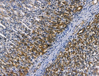 INT11 Antibody - DF13817 at 1/100 staining rat stomach tissue by IHC-P.