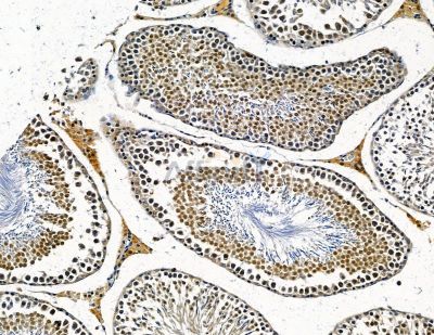 INT11 Antibody - DF13817 at 1/100 staining rat testis tissue by IHC-P.