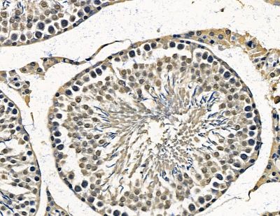 ZNF350 Antibody - DF13822 at 1/100 staining rat testis tissue by IHC-P.
