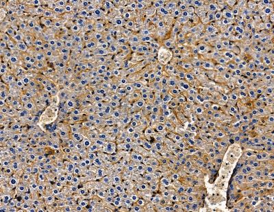 ZNF364 Antibody - DF13825 at 1/100 staining mouse liver tissue by IHC-P.